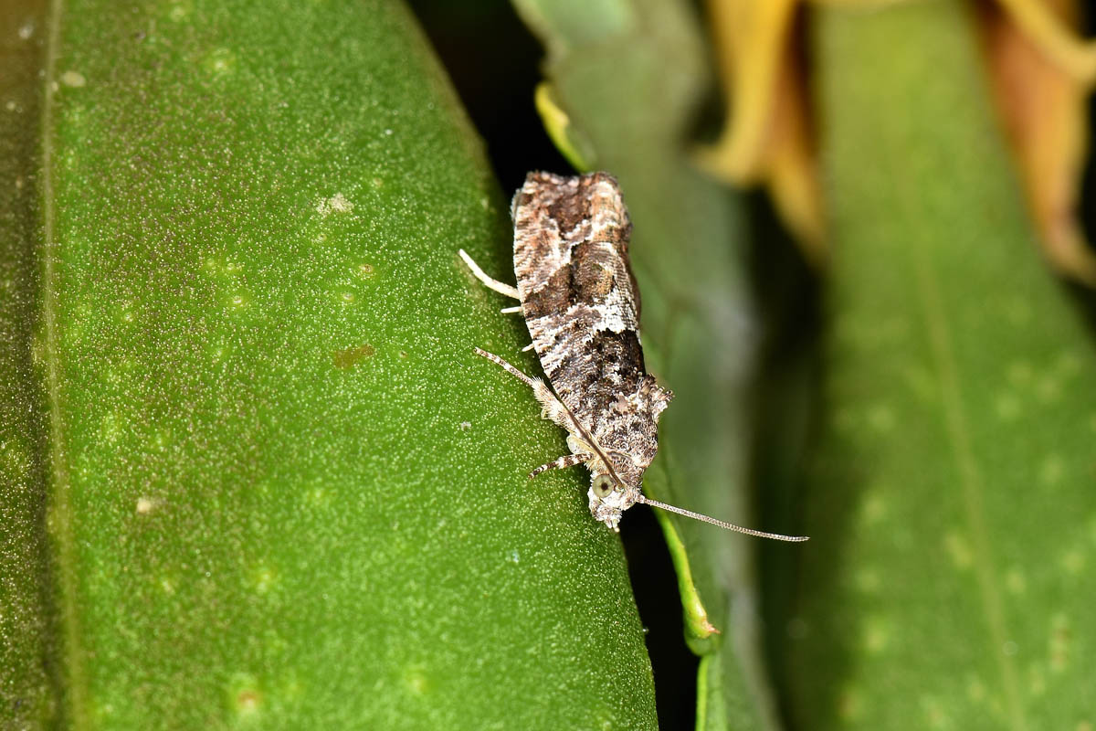 Tortricidae? S, Eudemis profundana